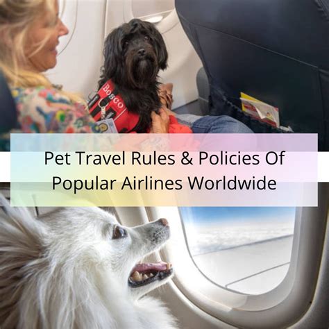 norwegian airlines pet policy